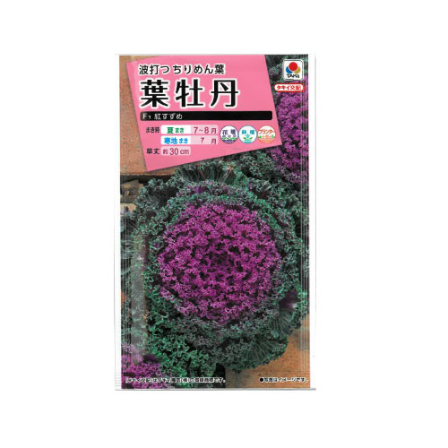 葉牡丹 紅すずめ