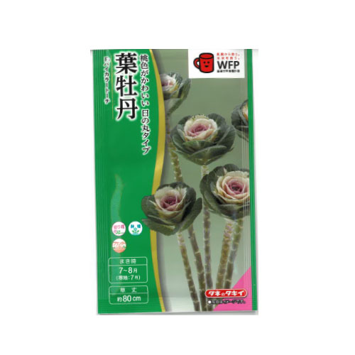 葉牡丹 バイカラートーチ