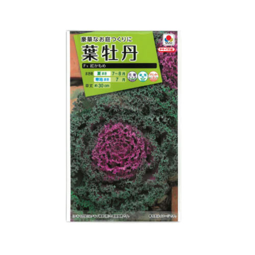 葉牡丹 紅かもめ