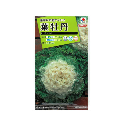 葉牡丹 白かもめ