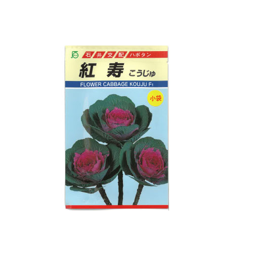 葉牡丹 紅寿