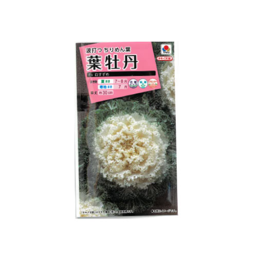 葉牡丹 白すずめ