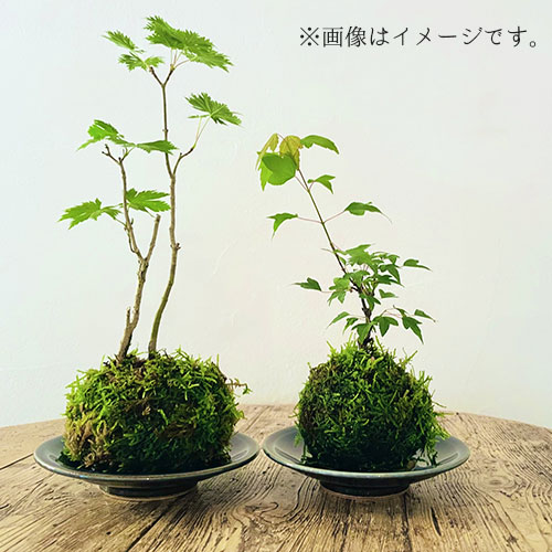 【9/21(日)・9/23(火・祝)開催】苔玉づくりワークショップ