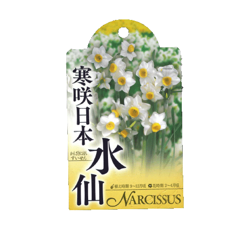水仙 日本寒咲き 2球入り