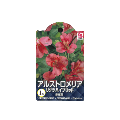 アリストロメリア リグツハイブリッド 赤花種 1株入り