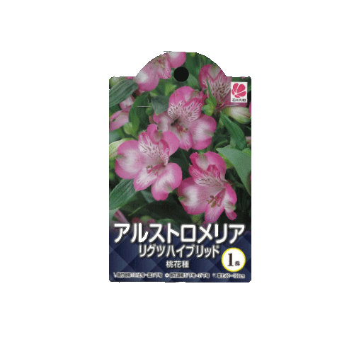 アリストロメリア リグツハイブリッド 桃花種 1株入り