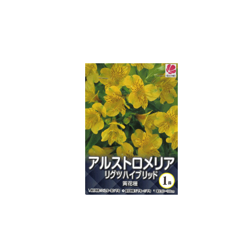 アリストロメリア リグツハイブリッド 黄花種 1株入り