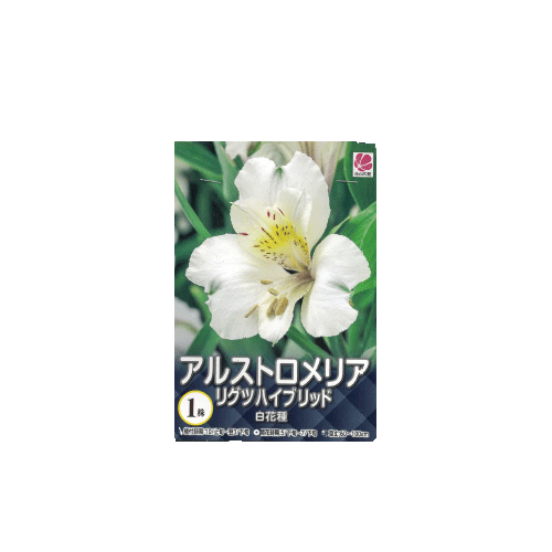 アリストロメリア リグツハイブリッド 白花種 1株入り