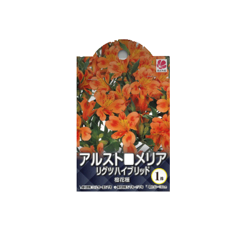 アリストロメリア リグツハイブリッド 橙花種 1株入り