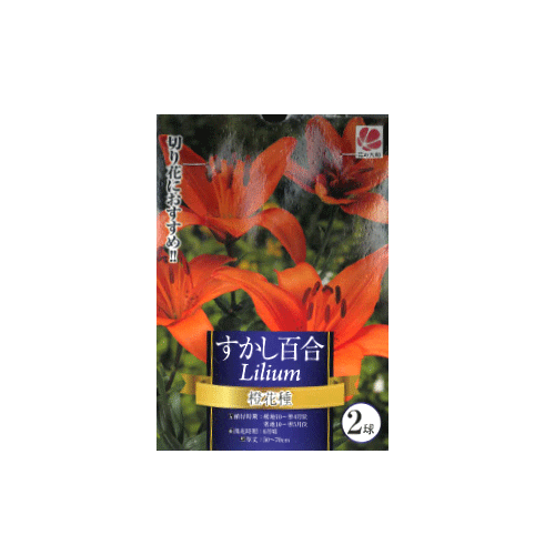 すかし百合 橙花種 2球入り