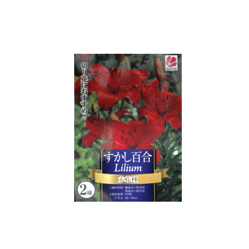 すかし百合 赤花種 2球入り