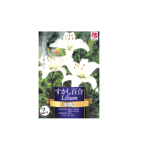 すかし百合 白花種 2球入り