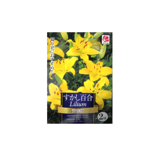 すかし百合 黄花種 2球入り