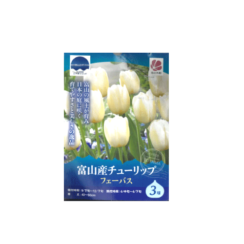 富山産チューリップ フェーバス 3球入り