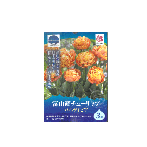 富山産チューリップ バルディビア 3球入り
