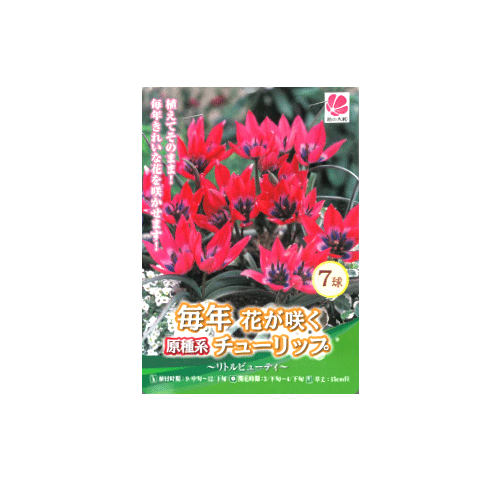 チューリップ リトルビューティー 7球入り