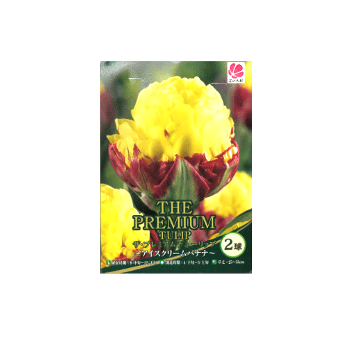 ザ・プレミアムチューリップ アイスクリームバナナ 2球入り