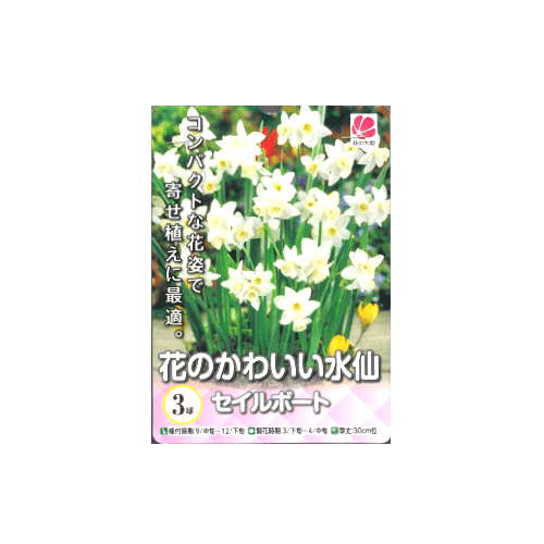 水仙 セイルボート 3球入り
