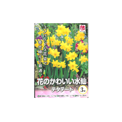 水仙 テタテート 3球入り