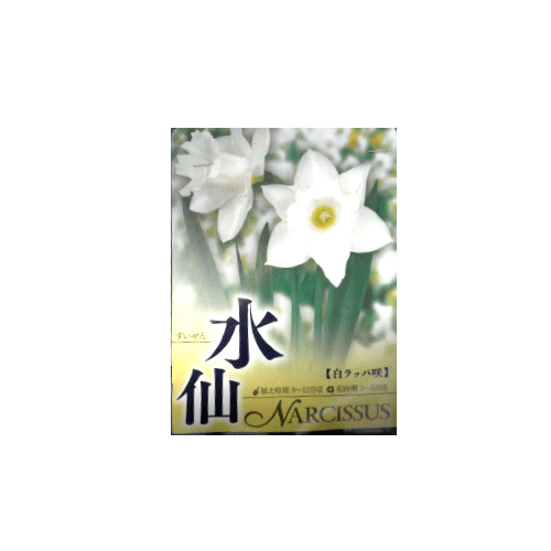 水仙 白ラッパ咲 2球入り