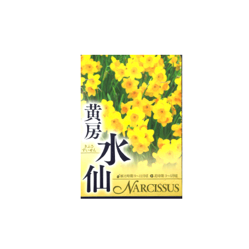 黄房水仙 2球入り