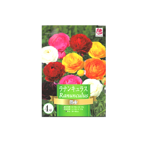 ラナンキュラス 混合 4球入り
