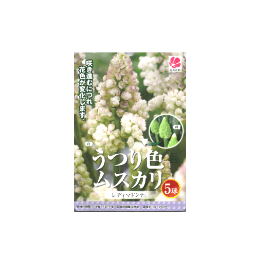 ムスカリ レディマドンナ 5球入り