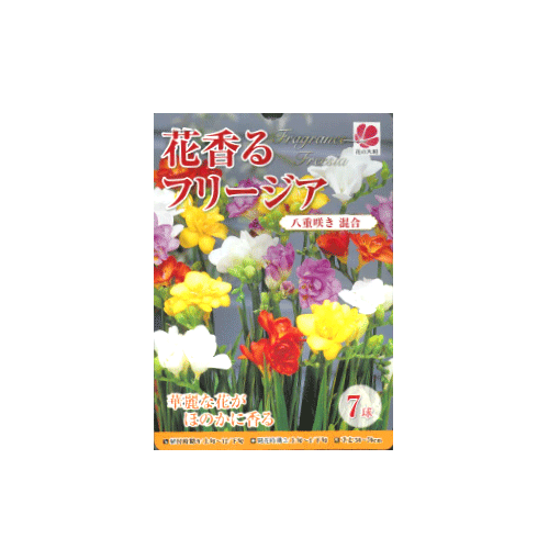 フリージア 八重咲 混合 7球入り