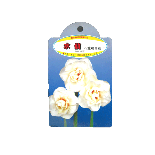 水仙 八重咲 白花 2球入り