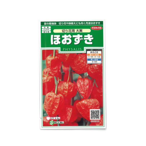 ホオズキ 切り花用大実