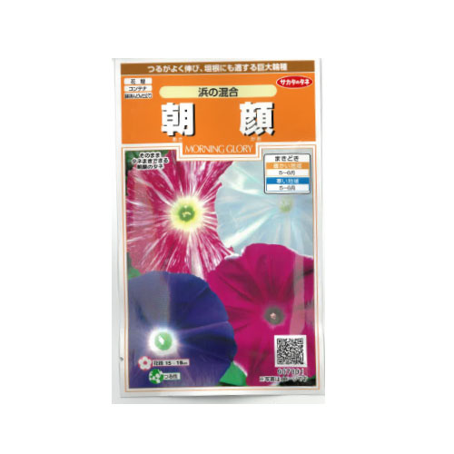朝顔 浜の混合