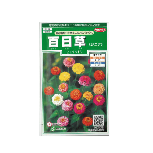 百日草 極小ミニポンポンミックス