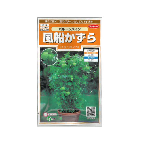 風船カズラ バルーンバイン