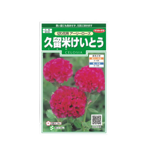 ケイトウ 久留米アーリーローズ