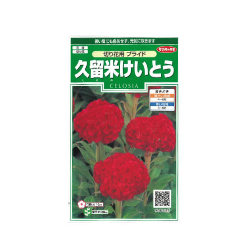 ケイトウ 久留米 切り花用プライド