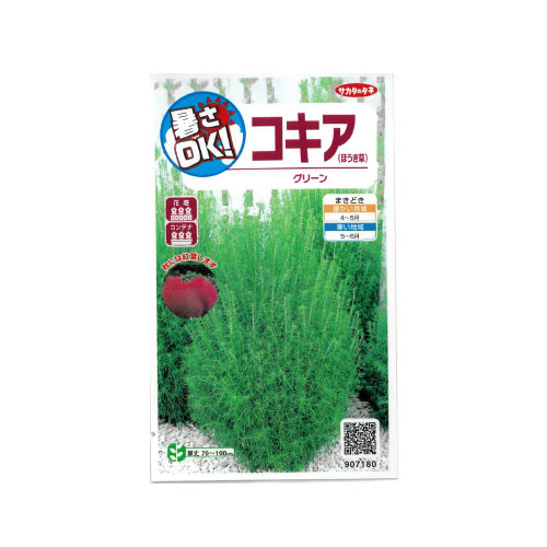 コキア ほうき草