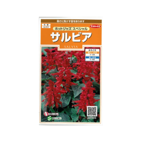 サルビア ホットジャズスペシャル