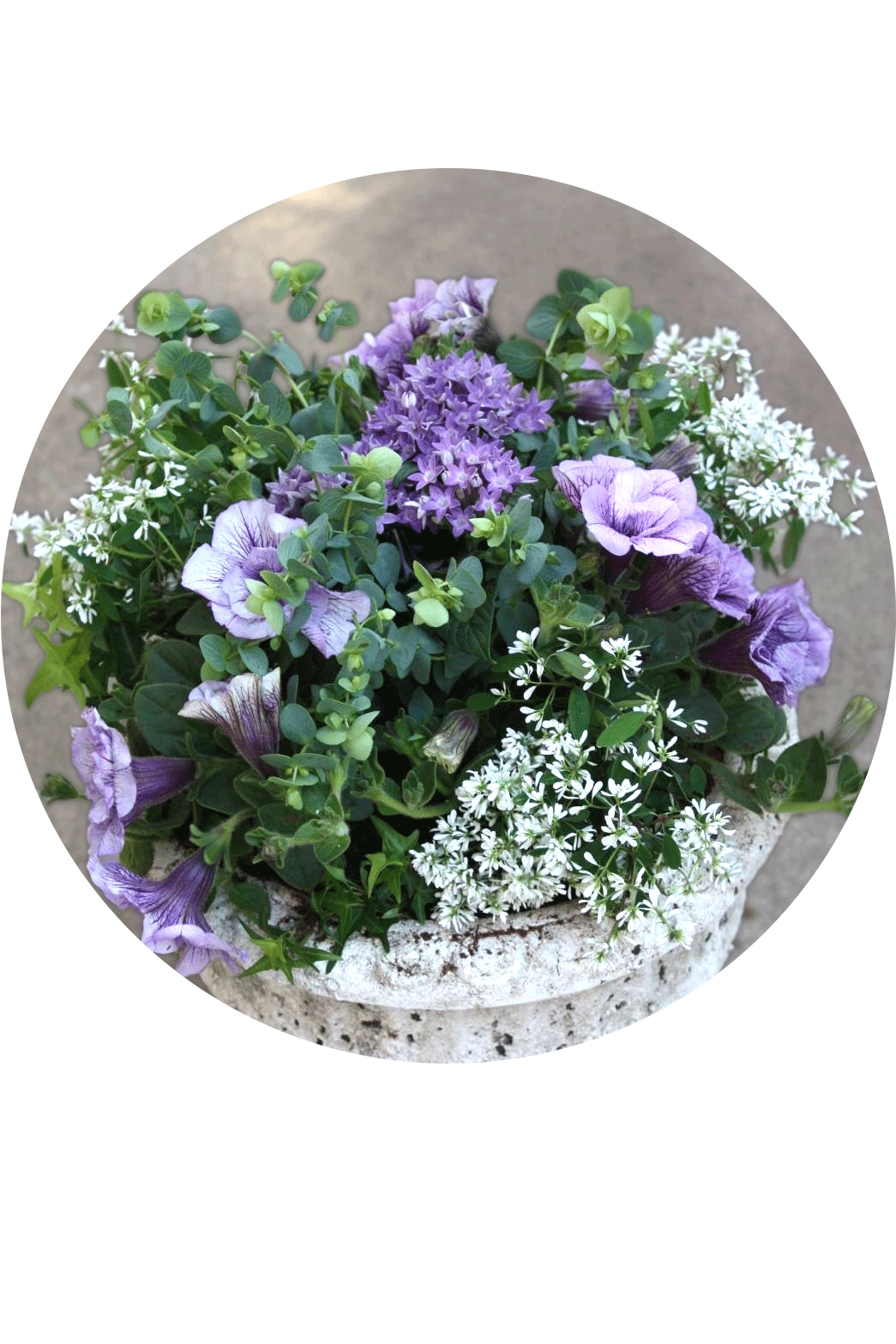 【店舗】スペシャル講師による花の寄せ植えワークショップを開催!